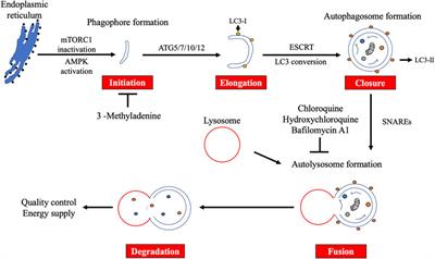 The Two-Faced Role of Autophagy in Endometrial Cancer